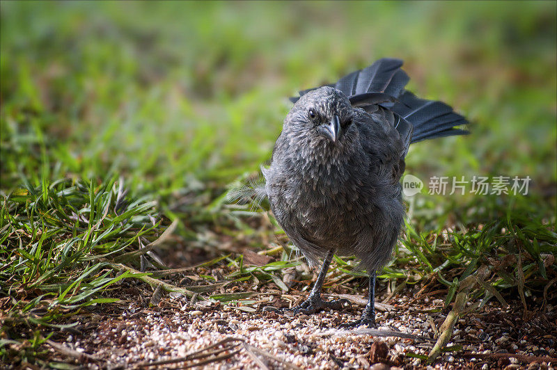 Apostlebird (Struthidea灰质)